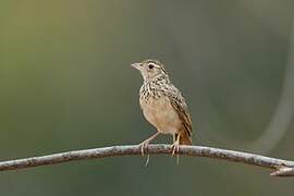 Jerdon's Bush Lark