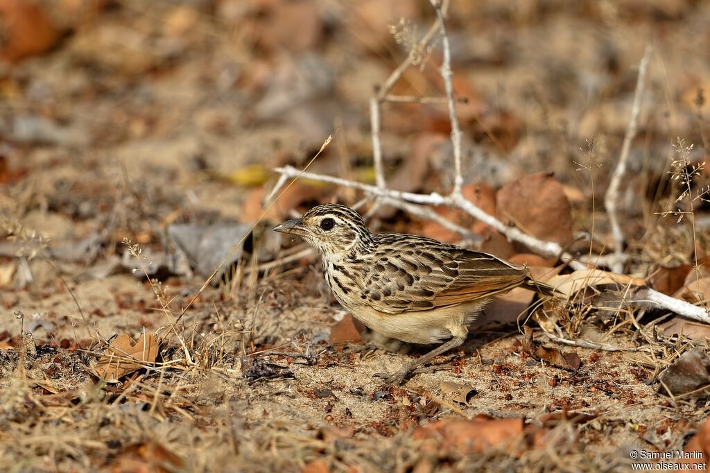 Jerdon's Bush Larkadult