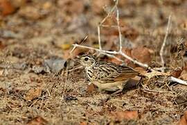 Jerdon's Bush Lark