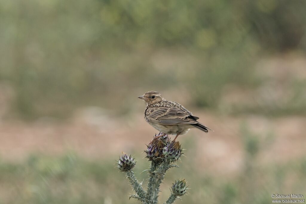 Eurasian Skylarkadult