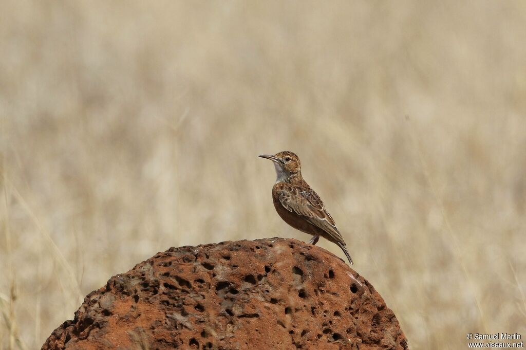 Spike-heeled Larkadult