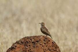 Spike-heeled Lark