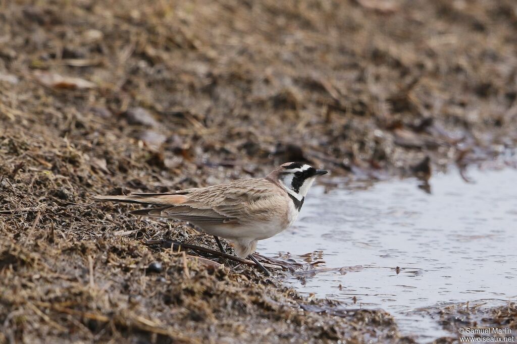 Horned Lark male adult