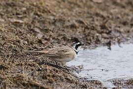 Horned Lark