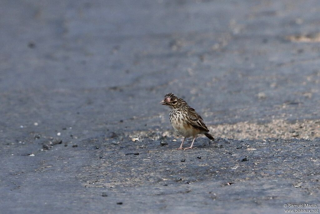 Madagascar Lark