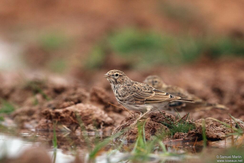 Lesser Short-toed Larkadult