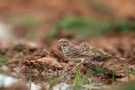 Lesser Short-toed Lark