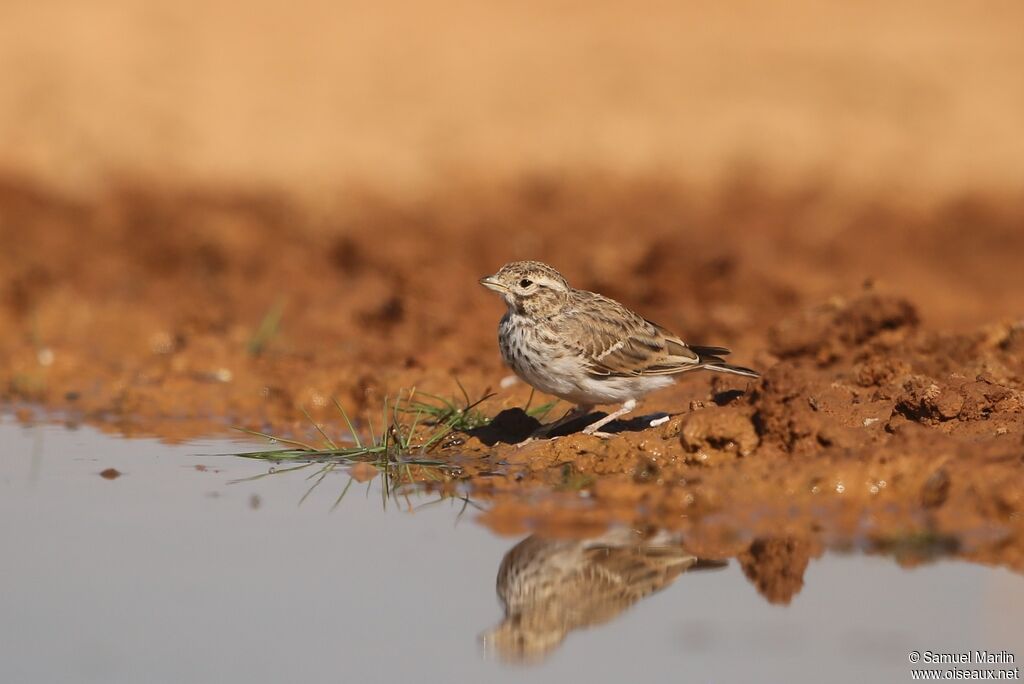 Lesser Short-toed Larkadult