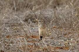 Red-winged Lark