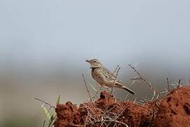 Red-winged Lark