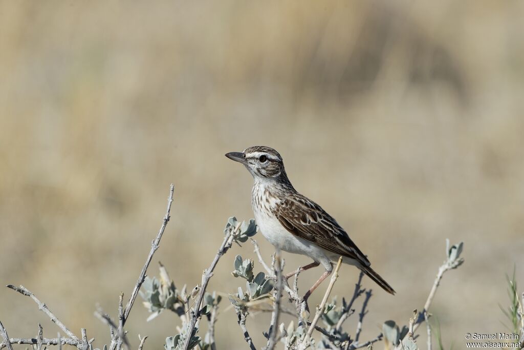 Sabota Lark male adult