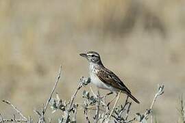 Sabota Lark