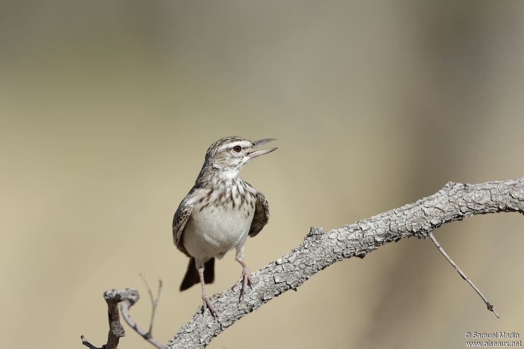 Sabota Lark male adult