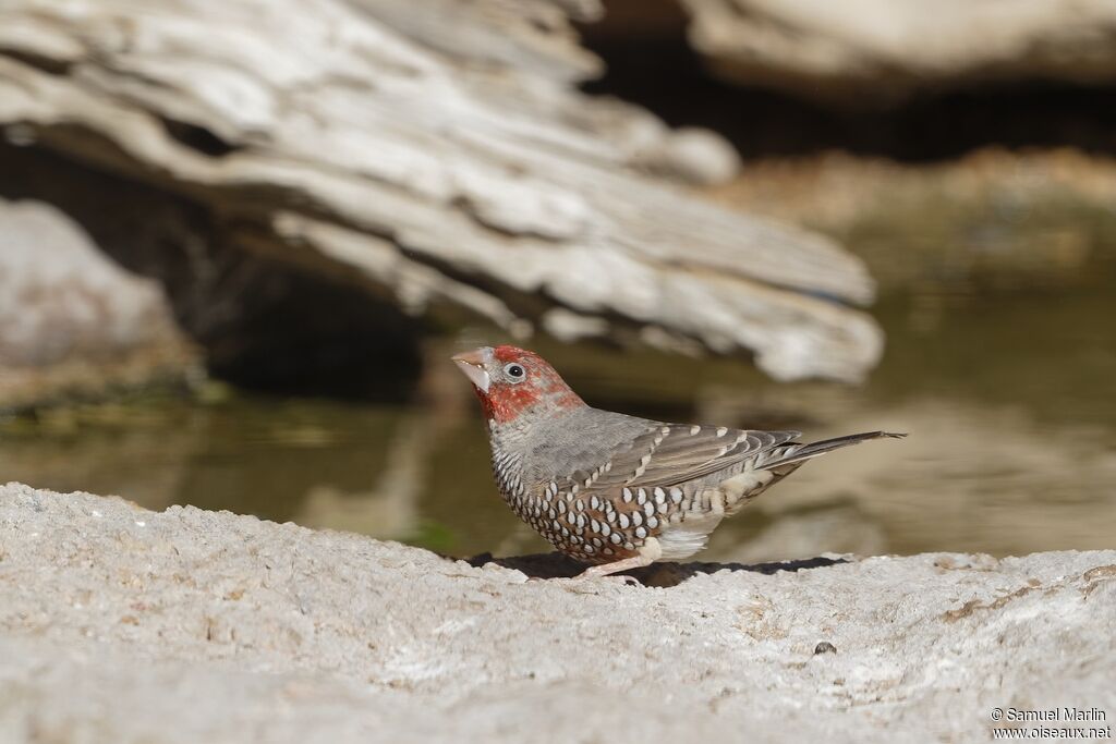 Red-headed Finch