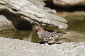 Red-headed Finch