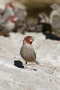 Red-headed Finch