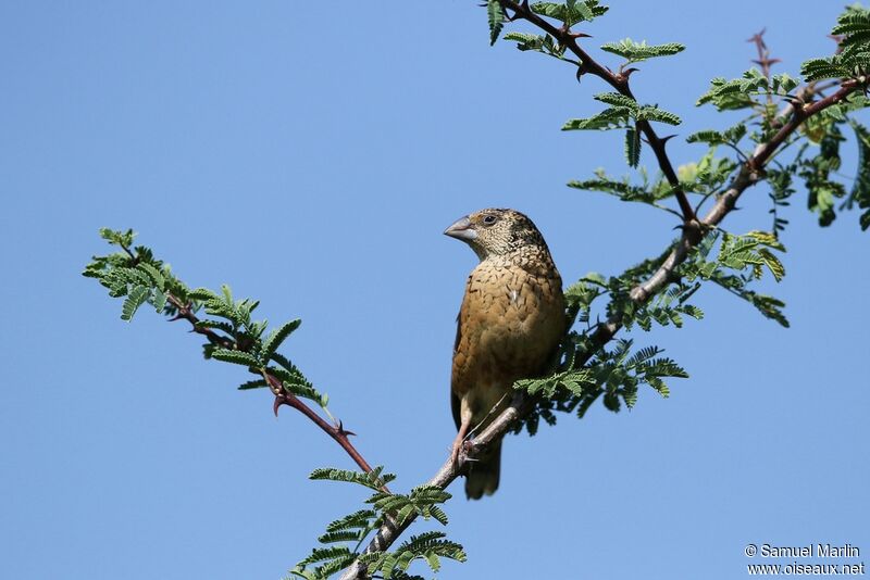 Cut-throat Finch female adult