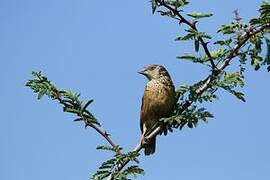 Cut-throat Finch