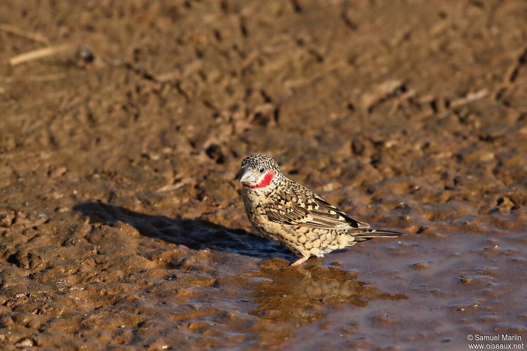 Cut-throat Finch