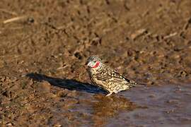 Cut-throat Finch