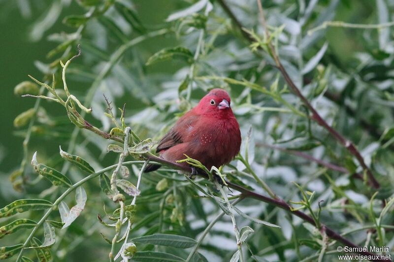 Red-billed Firefinchadult