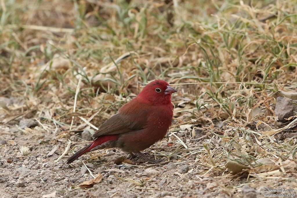 Red-billed Firefinchadult