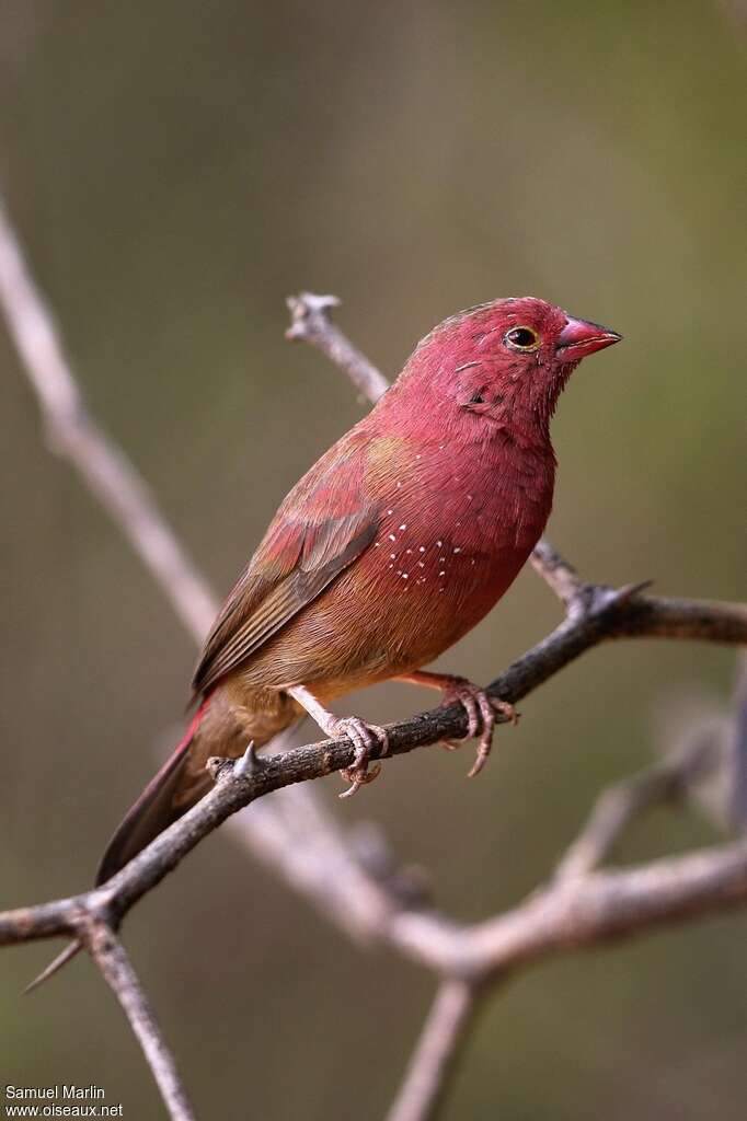 Red-billed Firefinch male adult