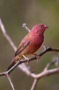 Red-billed Firefinch