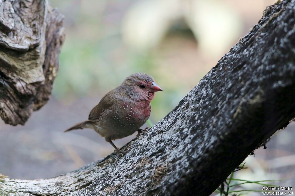 Brown Firefinch male adult