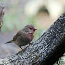 Amarante nitidule