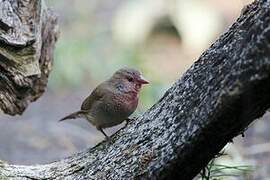 Brown Firefinch