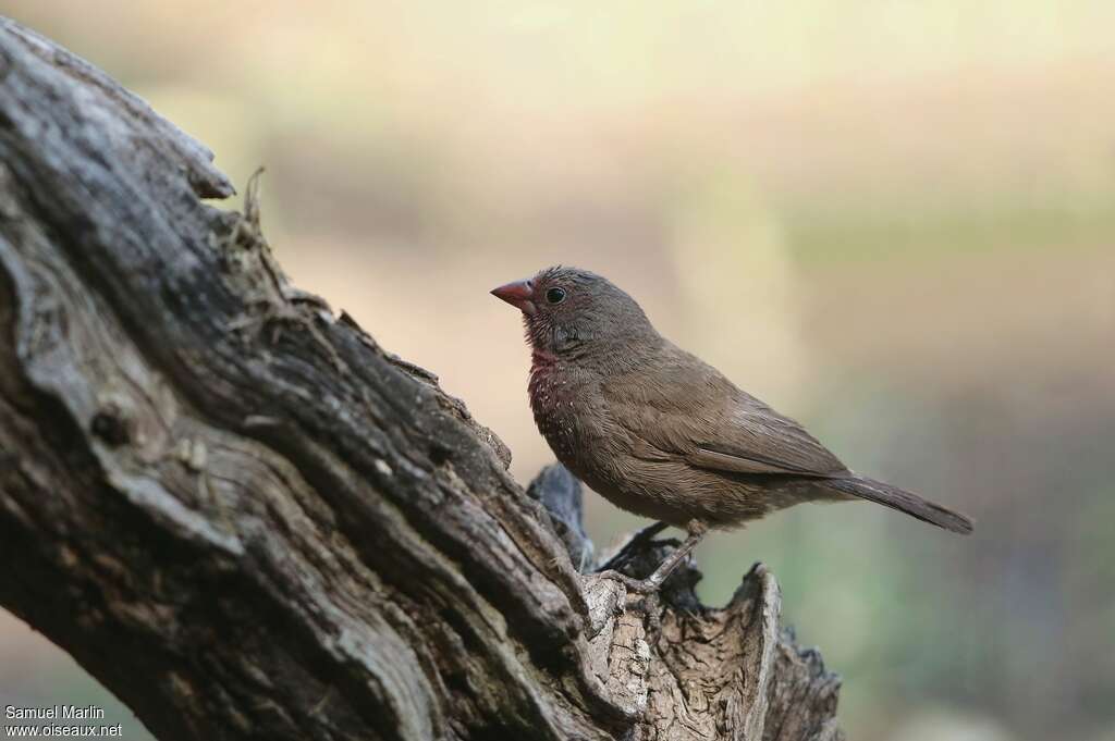 Brown Firefinch female adult, identification