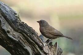 Brown Firefinch