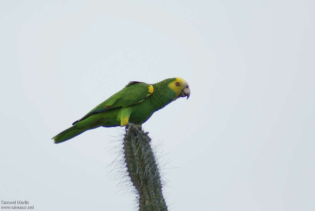 Yellow-shouldered Amazon male adult