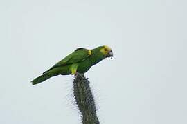 Yellow-shouldered Amazon