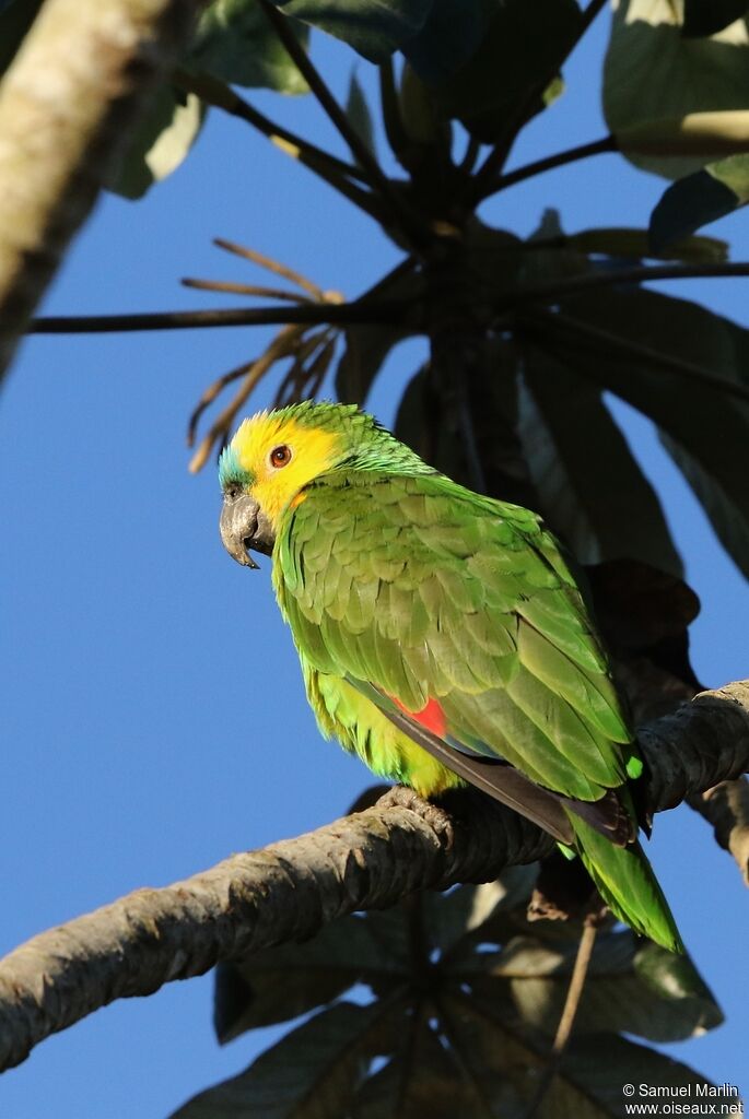 Amazone à front bleuadulte