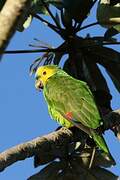 Turquoise-fronted Amazon