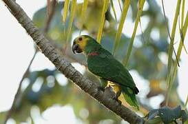 Turquoise-fronted Amazon