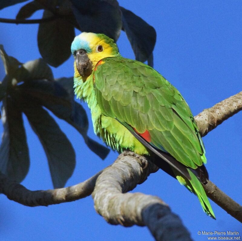 Turquoise-fronted Amazonadult