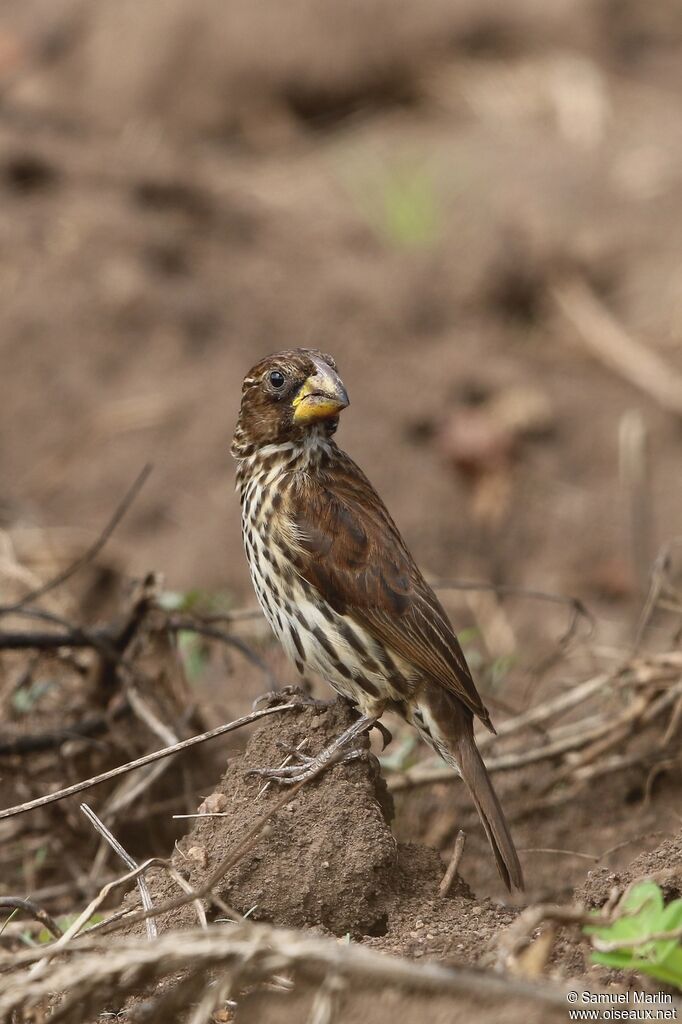 Thick-billed Weaver female adult