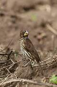 Thick-billed Weaver