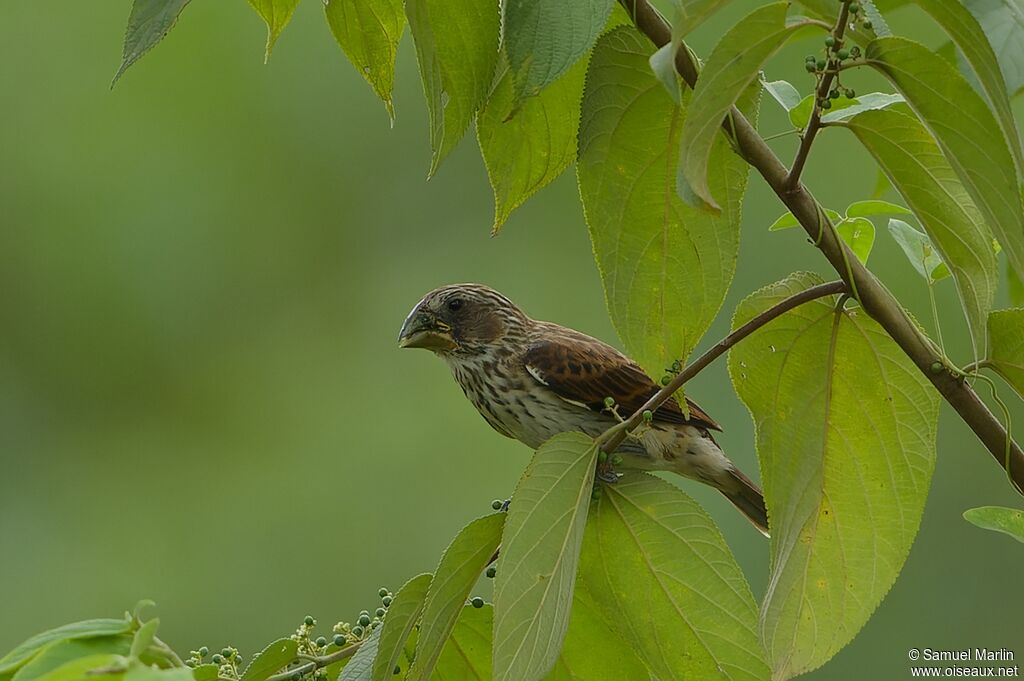 Thick-billed Weaveradult