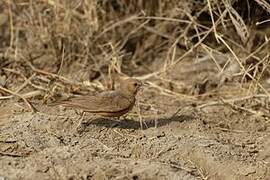 Rufous-tailed Lark