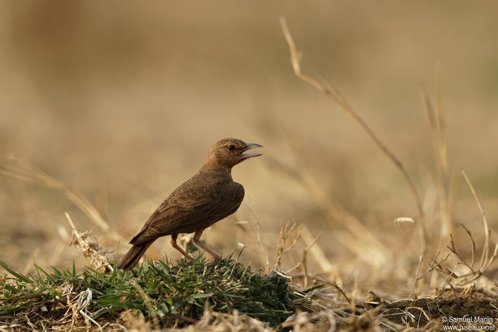 Rufous-tailed Larkadult