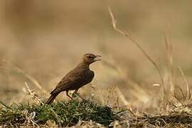 Rufous-tailed Lark