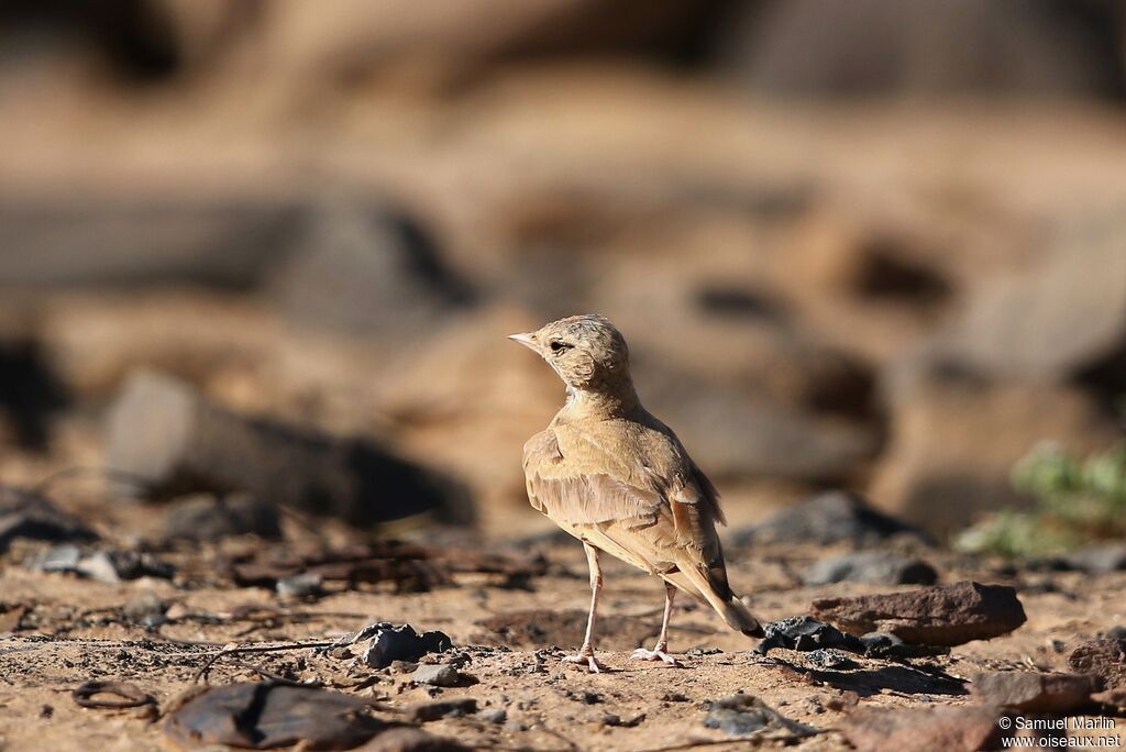 Bar-tailed Larkadult