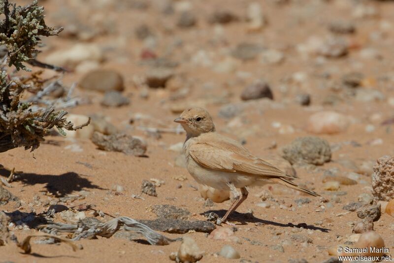 Bar-tailed Larkadult