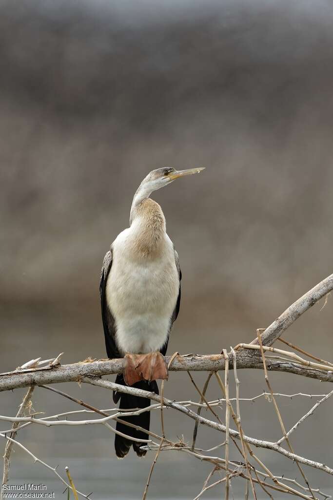 Anhinga d'Afriqueadulte