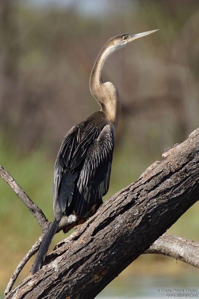 Anhinga d'Afriqueadulte