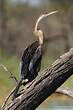 Anhinga d'Afrique